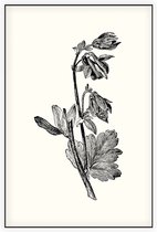 Akelei zwart-wit (Columbine) - Foto op Akoestisch paneel - 100 x 150 cm