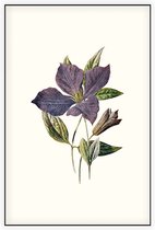 Clematis (Purple Clematis White) - Foto op Akoestisch paneel - 60 x 90 cm