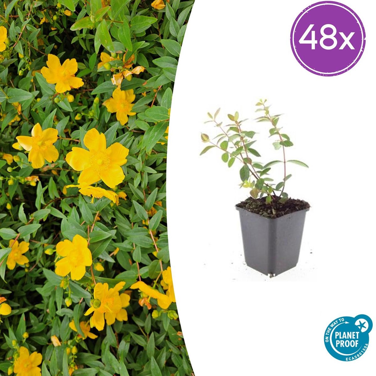 Tuinplantenshop.com | Hypericum dummeri 'Peter Dummer' | 48 stuks - Ø9cm - 10-25cm hoog - Tuinplant