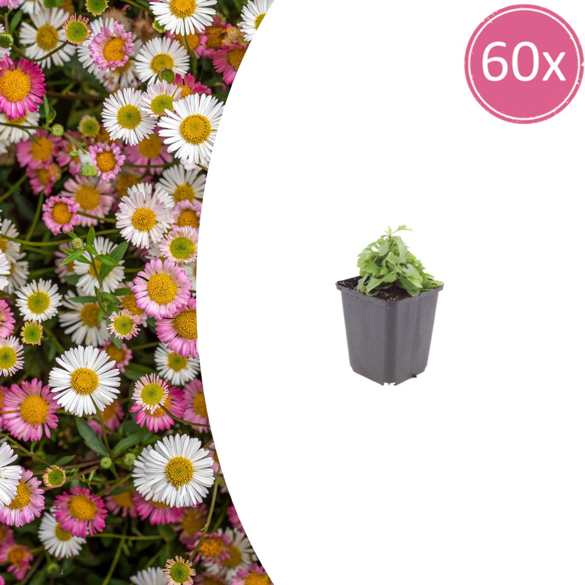 Tuinplantenshop.com | Erigeron karvinskianus | 60 stuks - Ø9cm - 10-25cm hoog - Tuinplant