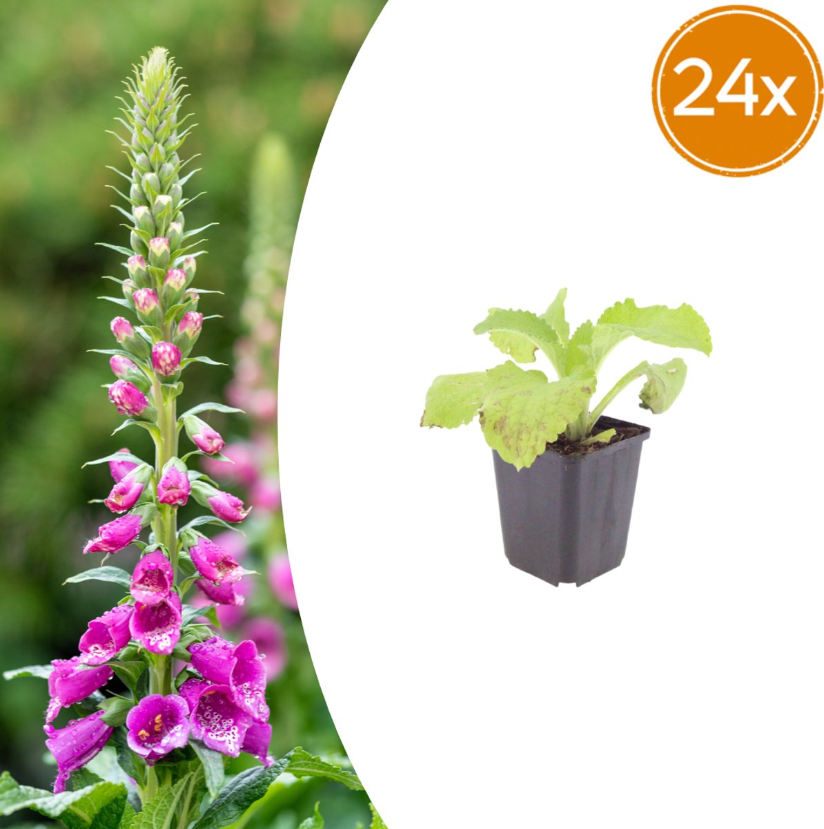 Tuinplantenshop.com | Digitalis purpurea | 24 stuks - Ø9cm - 10-25cm hoog - Tuinplant