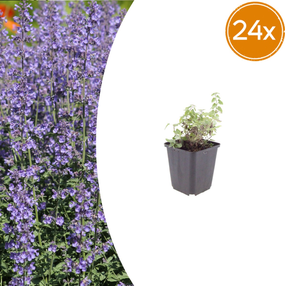 Tuinplantenshop.com | Nepeta 'Grol' | 24 stuks - Ø9cm - 10-25cm hoog - Tuinplant