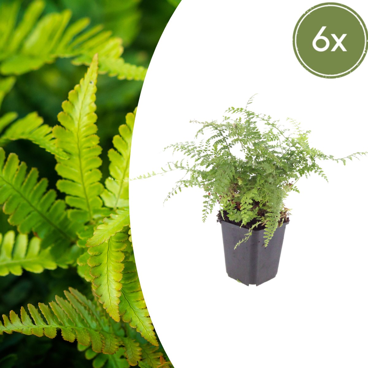 Tuinplantenshop.com | Polystichum set. 'Herrenhausen' | 6 stuks - Ø9cm - 10-25cm hoog - Tuinplant