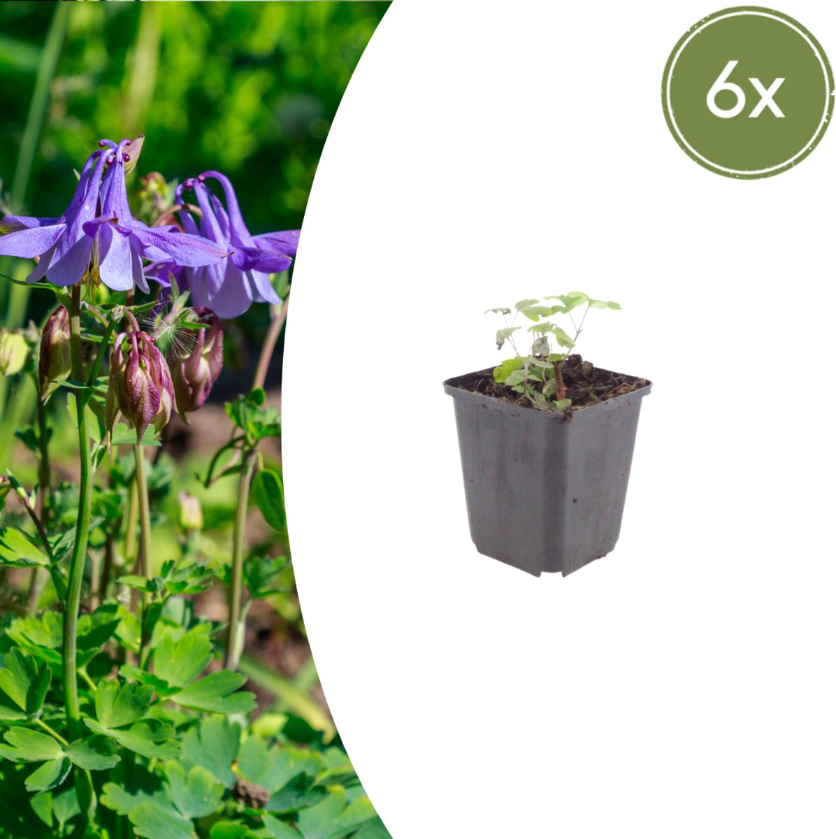 Tuinplantenshop.com | Aquilegia vulgaris | 6 stuks - Ø9cm - 10-25cm hoog - Tuinplant