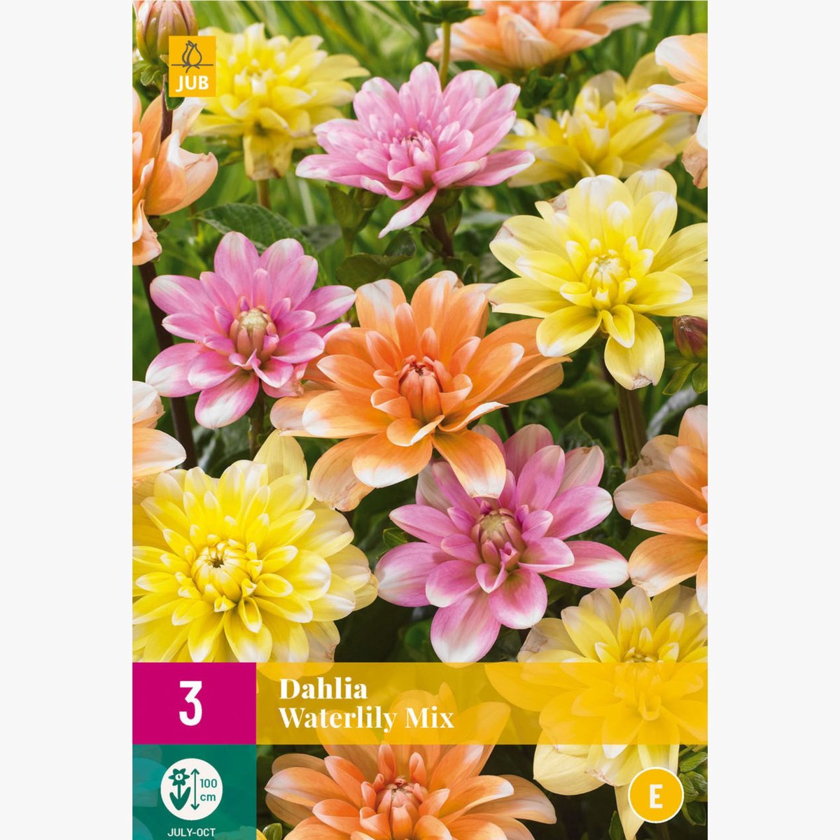 Dahlia Waterlily Mix - Bijen-Vlinders - Snijbloemen - Zomerbollen - bloeit in Oktober / Juli / Augustus / September