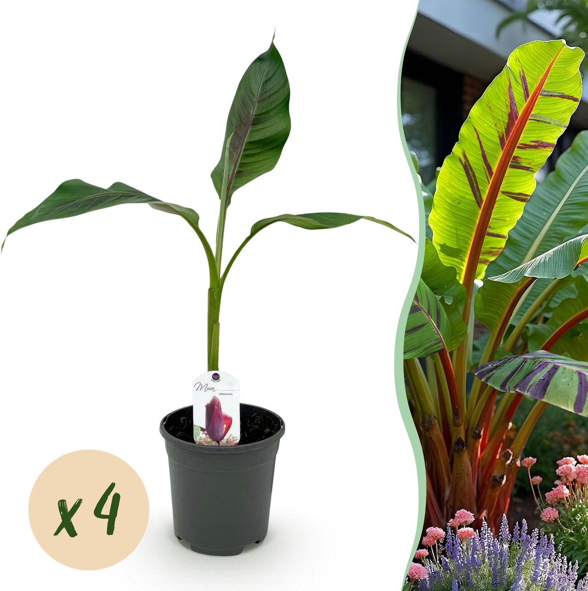 Plantenboetiek.nl | Bananen plant - Musa sikkemensis Red Tiger - Winterhard - 4 planten - Ø20cm - 30-40cm hoog - Tuinplant