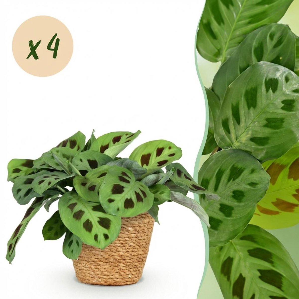 Green BoutiQ - Kamerplant - Maranta Fascinator Kerchoveana - Zebraplant - Huisdiervriendelijke Plant - Groen - 4 Planten - Met Mand - Pot 12cm -