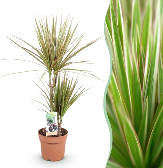 Green BoutiQ - Green is... Kamerplanten - Dracaena Marginata Bicolor - Drakenbloedboom - Weinig onderhoud - Groen - 1 Plant - Pot 17cm - Hoogte 70-75cm