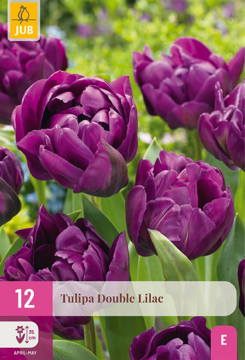 Green boutiQ - 12x Tulipa Double Lilac - Dubbele lila tulp - Paars - Voorjaarsbloeier - Bolmaat 11/12