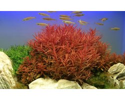 Rode Stengelplant voor Aquarium: Snelgroeiende Achtergrondplant voor Aquascaping