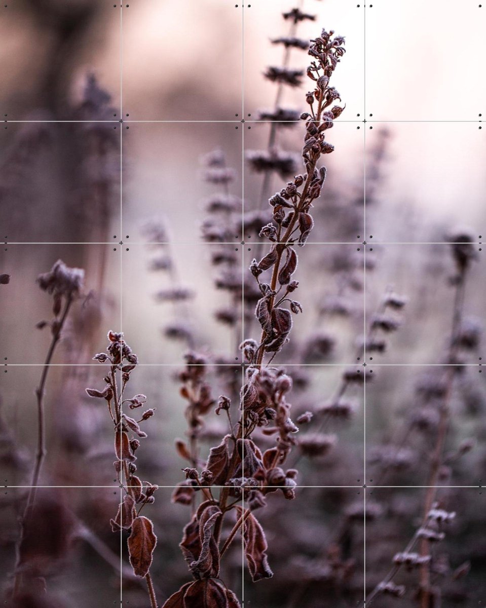 IXXI Frosty Morning, Mareike Böhmer - 80 x 100 cm - Gratis ophangtool - Grote wanddecoratie en posters - Fotografie, Winter, Natuur, Bloemen