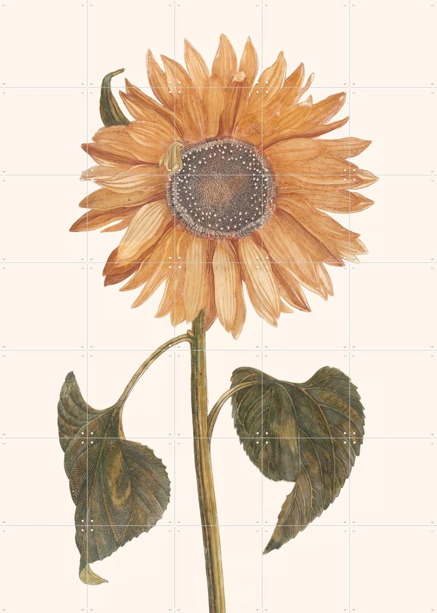 IXXI Tournesol - Zonnebloem, Aster Edition - 100 x 140 cm - Gratis ophangtool - Grote wanddecoratie en posters - Vintage, Illustraties, Kleurrijk