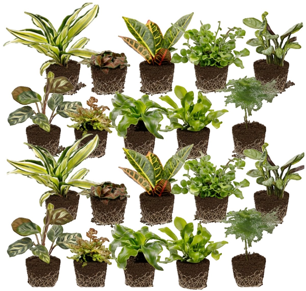vdvelde.com - Mini kamerplanten en varens set 20 stuks - 10 mini kamerplantjes & 10 mini varens - Perfect voor terrarium, potjes & decoratie - Onderhoudsvriendelijk