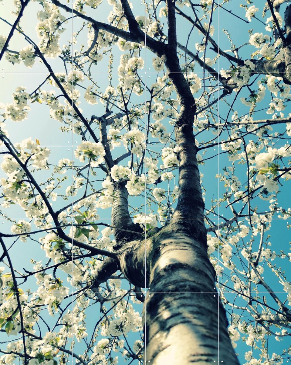IXXI Under the Cherry Tree, Angelo Cerantola - 80 x 100 cm - Gratis ophangtool - Grote wanddecoratie en posters - Fotografie, Slaapkamer, Woonkamer