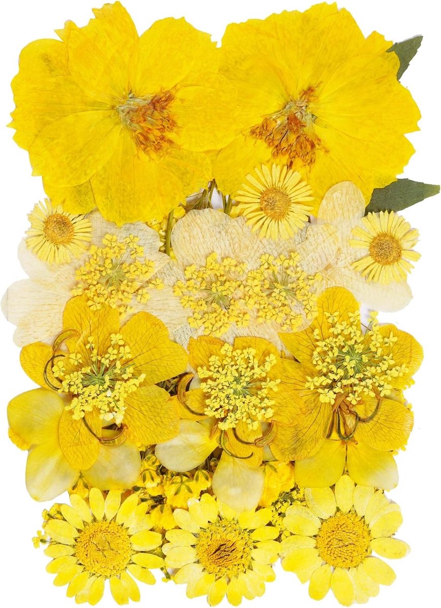 Gedroogde Bloemen - Persbloemen Decoratie - Ambachtelijke Projecten - Natuurlijk Gedroogd - 38 Stuks - Geel