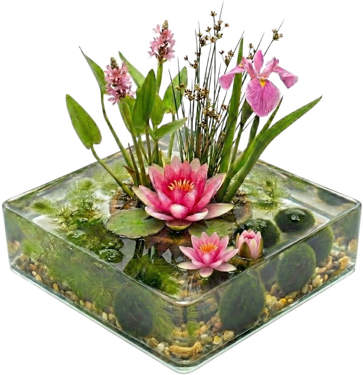 vdvelde.com - Mini vijver compleetset Roze 25-90L - 11 waterplanten incl. roze waterlelie, substraat en bacteriën - Natuurlijk filtersysteem zonder pomp - Voor helder water