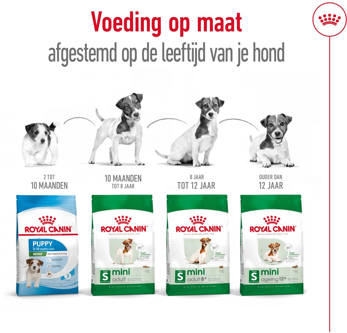 Royal Canin Mini Adult hondenvoer 3 x 2 kg thumbnail 6