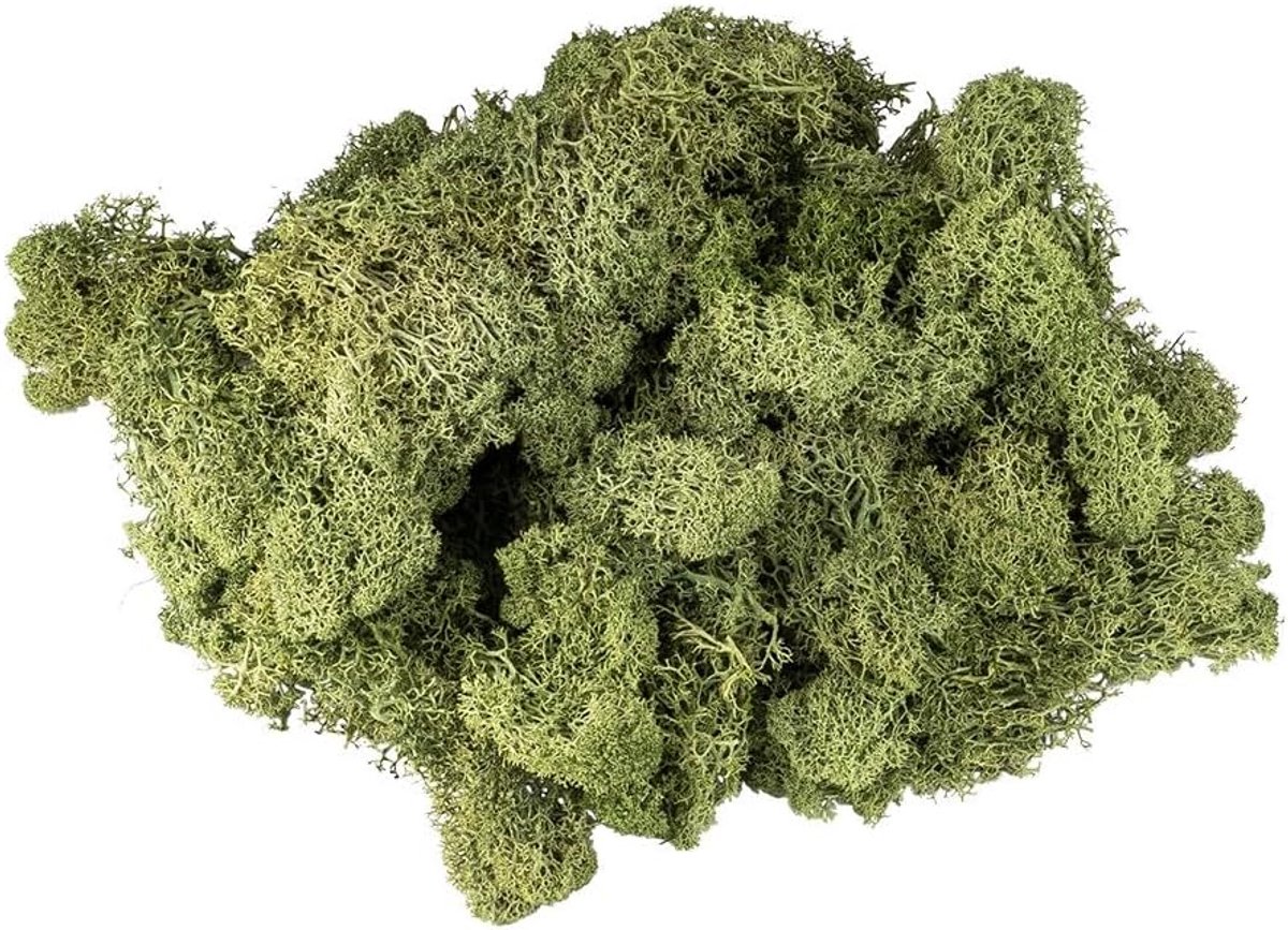 Decoratief Mos - Natuurproduct - Bloemschikken - Geconserveerd - 200 gram - Bosgroen