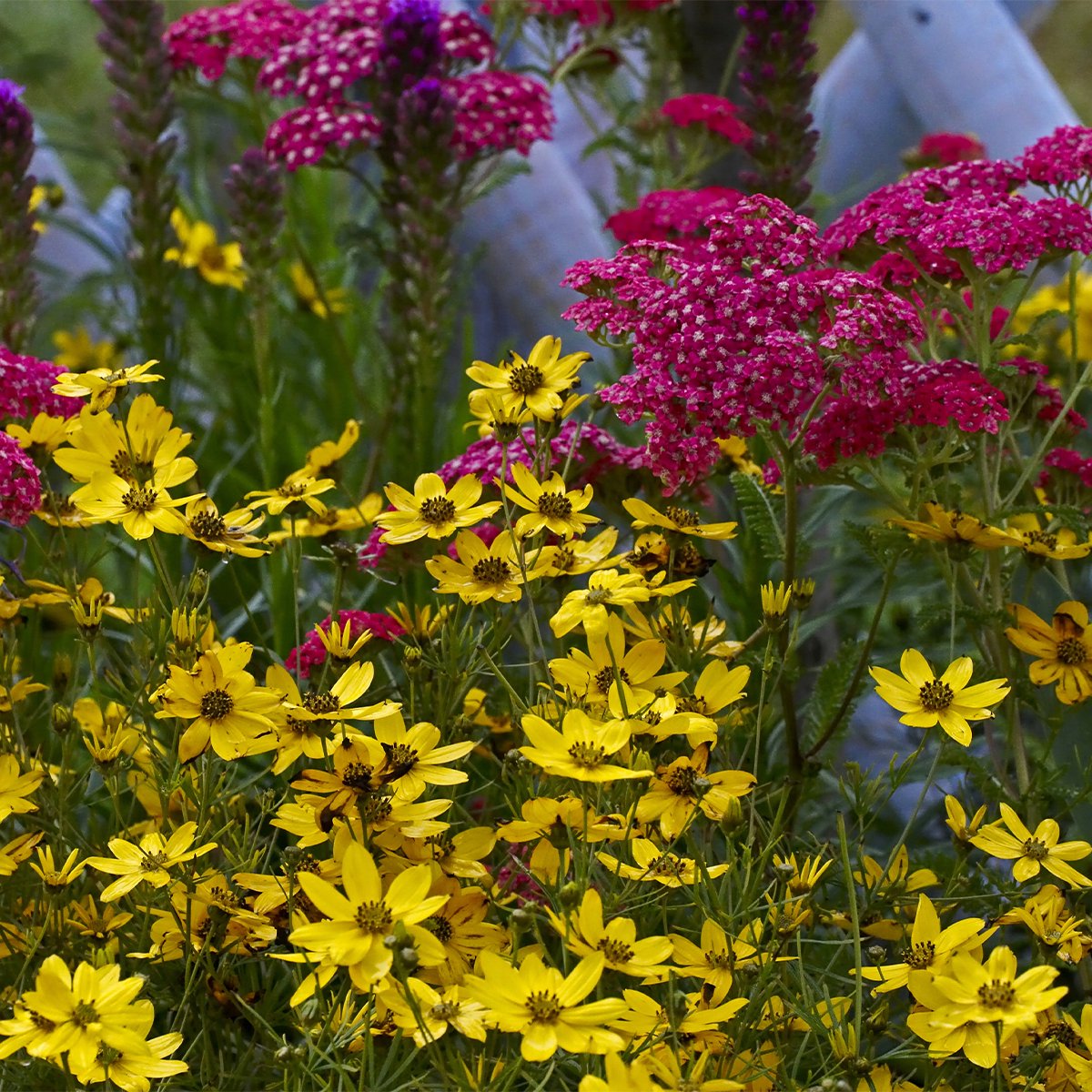Bloomique - Set van 6 - Achillea Millefolium ‘Cerise Queen’ - Duizendblad - Rijkbloeiend - Winterhard - Vaste plant - Bodembedekker - 10-20 cm hoog - Pot 9 cm