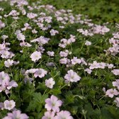 6 x Geranium 'Dreamland' - Ooievaarsbek in 9x9cm pot met hoogte 5-10cm