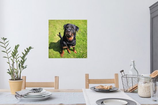 Stickers muraux - Film autocollant - Rottweiler regardant son propriétaire - 80x80 cm - Film adhésif - Stickers muraux Chambre d'enfant - Papier peint autocollant - Papier peint autocollant - Film autocollant