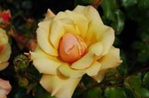 Belle Epoque | Grootbloemige roos | Struik | Geel | 1 meter hoog | Wortel