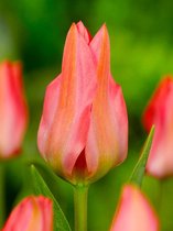 250x Tulpen 'Toronto'  bloembollen met bloeigarantie