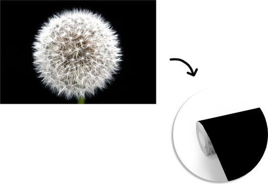 Papier peint photo peint vinyle - Un pissenlit sur fond noir largeur 525 cm x hauteur 350 cm - Tirage photo sur papier peint (disponible en 7 tailles)