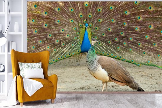 Paon vert mâle montre des plumes au paon femelle papier peint photo vinyle 360x240 cm - Tirage photo sur papier peint
