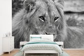 Papier peint photo peint photo vinyle - Gros plan Lions largeur 330 cm x hauteur 220 cm - Tirage photo sur papier peint (disponible en 7 tailles)