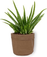 Aloe Vera Kamerplant - ± 30cm hoog - 12cm diameter - in bruine sierzak