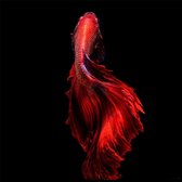 Red darkness – 75cm x 75cm - Fotokunst op PlexiglasⓇ incl. certificaat & garantie.
