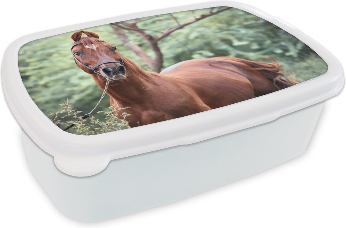 Broodtrommel Wit - Lunchbox - Brooddoos - Paard - Bos - Halster - 18x12x6 cm - Volwassenen