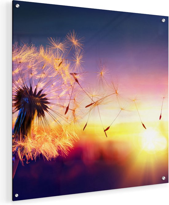 Artaza Glasschilderij - Paardenbloem Tijdens Zonsondergang - 50x50 - Plexiglas Schilderij - Foto op Glas