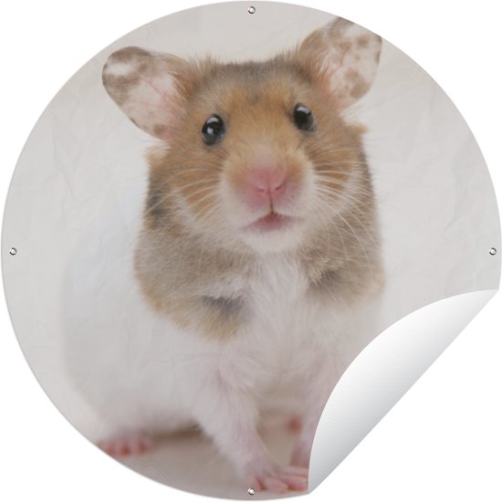 Tuincirkel Staande bruin-witte hamster - 90x90 cm - Ronde Tuinposter - Buiten