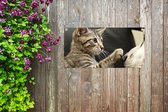 Tuinposter Kat - Hond - Poot - 80x40 cm - Wanddecoratie Buiten - Tuinposter - Tuindoek - Schuttingposter - Tuinschilderij
