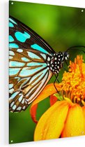 Artaza Glasschilderij - Blauwe Vlinder Bij Een Oranje Bloem - 50x75 - Plexiglas Schilderij - Foto op Glas
