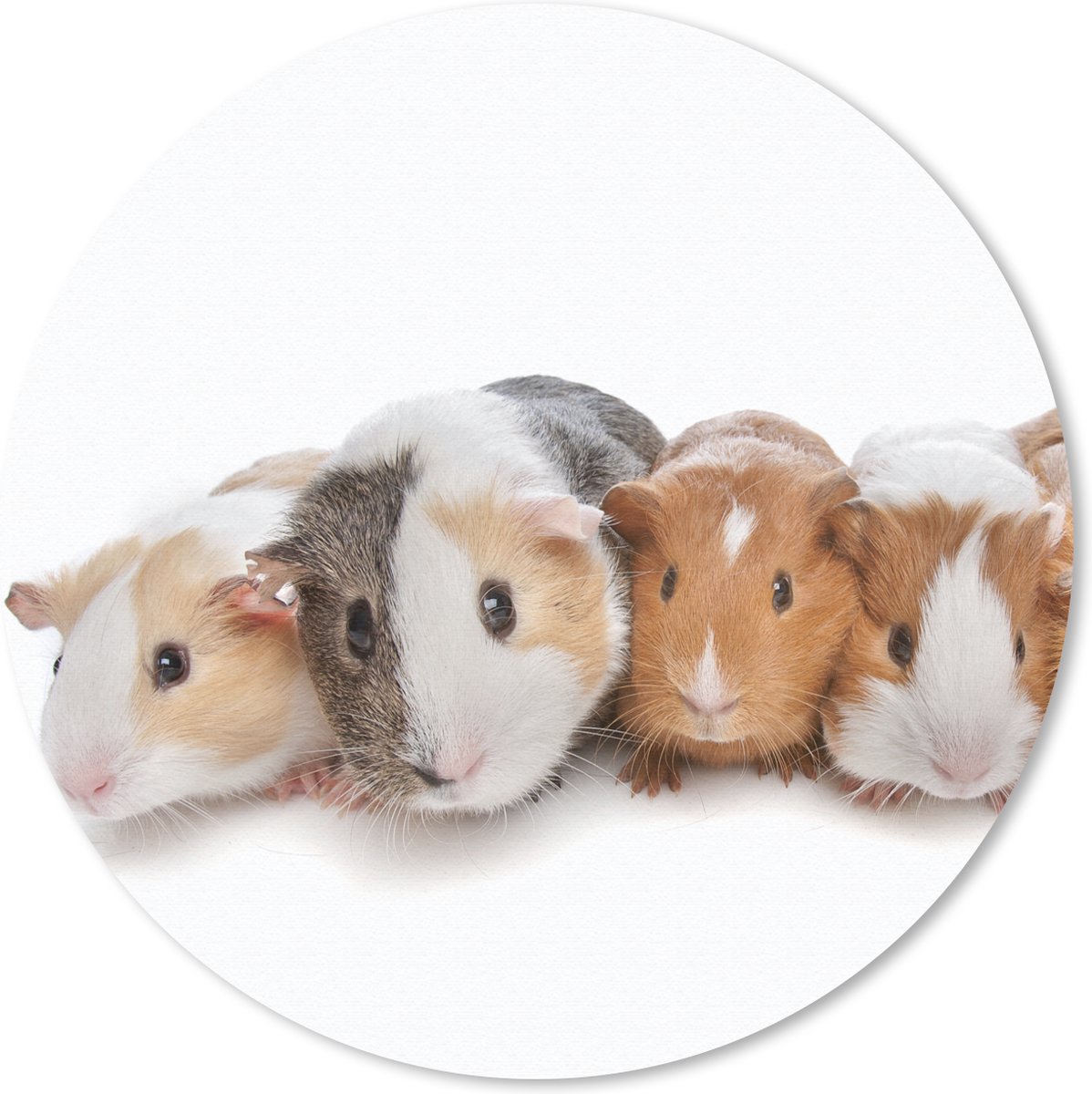 Muismat rond 50x50 cm - Mousepad Vijf cavia's - Ronde muismatten