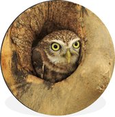 Cercle Mural - Cercle Mural - Hibou - Arbre - Vogel - Aluminium - Dibond - 30x30 cm - Intérieur et Extérieur