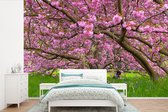 Behang - Fotobehang Kersenboom - Bloesem - Roze - Breedte 390 cm x hoogte 260 cm