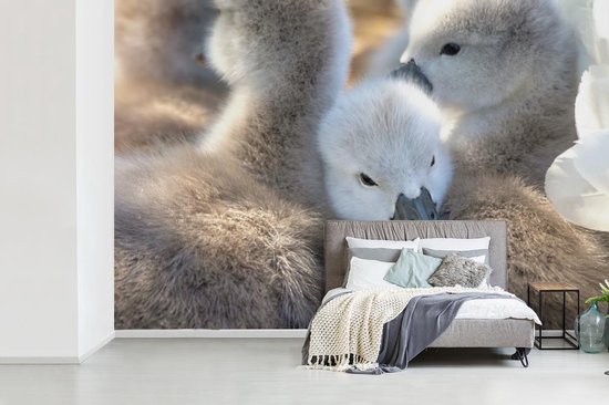 Papier peint Papier peint photo vinyle - Câlins bébés cygnes largeur 360 cm x hauteur 240 cm - Tirage photo sur papier peint (disponible en 7 tailles)