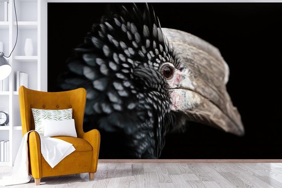 Papier peint photo peint photo vinyle - Calao à oreilles argentées gros plan sur fond noir largeur 360 cm x hauteur 240 cm - Tirage photo sur papier peint (disponible en 7 tailles)