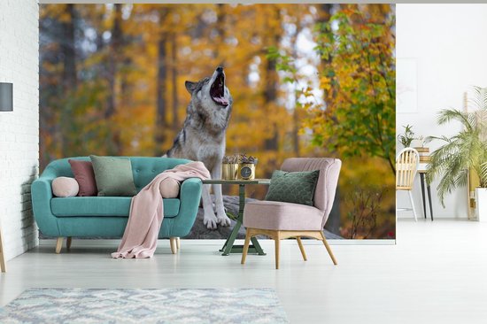 Papier peint photo peint photo vinyle - Loup hurlant au début de l'automne largeur 330 cm x hauteur 220 cm - Tirage photo sur papier peint (disponible en 7 tailles)