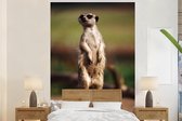 Behang - Fotobehang Stokstaartje - Dier - Wild - Breedte 160 cm x hoogte 240 cm