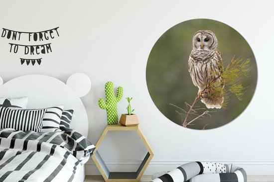WallCircle - Wall Circle - Wall Circle Indoor - Hibou - Vogel - Branche - 140x140 cm - Décoration murale - Peintures Ronds