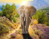 diamond painting olifant 40 x 30 cm 266 gr