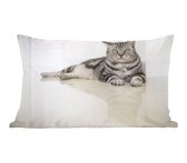 Sierkussen Chats' intérieur - Chat américain à poil court - 50x30 cm - Coussin intérieur rectangulaire en coton