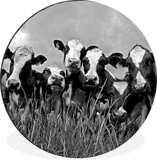 WallCircle - Wandcirkel - Muurcirkel - Grijze lucht boven de kudde Friese koeien - zwart wit - Aluminium - Dibond - ⌀ 90 cm - Binnen en Buiten