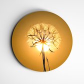 Muurcirkel paardebloem voor de zon | muurcirkel dibond | zonlicht met bloemen muurcirkel | favoriet!