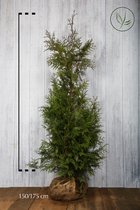 10 stuks | Reuzenlevensboom 'Excelsa' Kluit 150-175 cm - Compacte groei - Geurend - Snelle groeier - Weinig onderhoud - Zeer winterhard